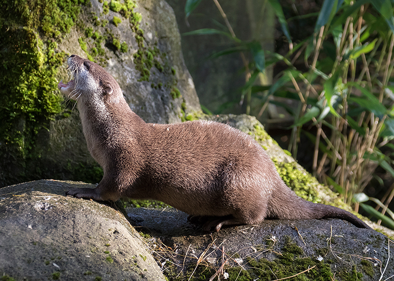 Harris, Asian Short-Claw Otter, pretending to be a lion...Roar!
