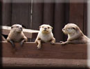 Otters