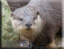 Otters