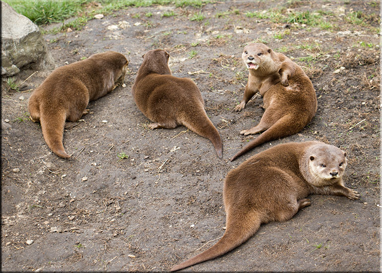 Asian Short-Clawed Otters