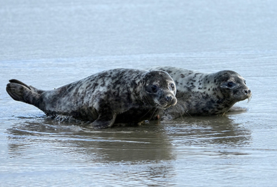 Owen Wilson - Photo credit - Gill Fisher - BDMLR