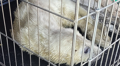 Owen Wilson - Photo credit:  Kirk Russell