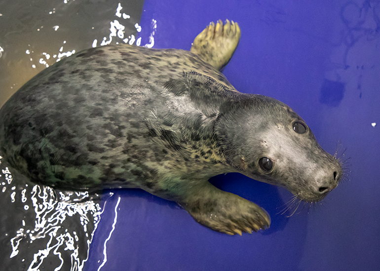 Pablo, rescued seal pup