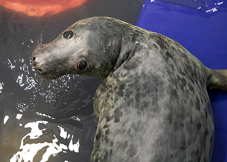 Pablo, rescued seal pup