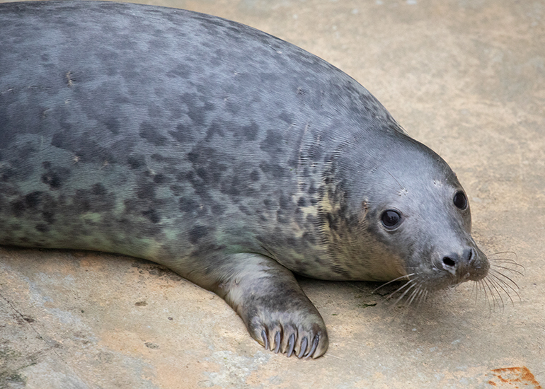 Pablo, rescued seal pup