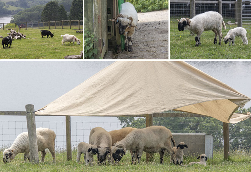 Paddock Animals