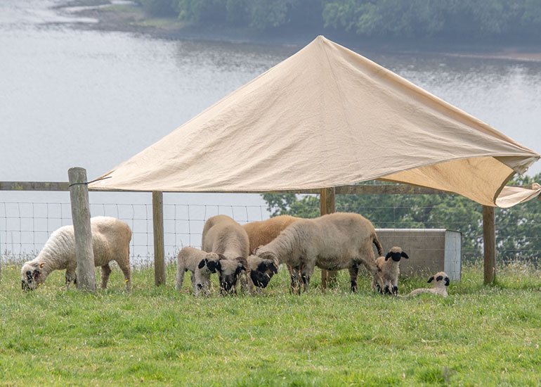 Paddock Animals