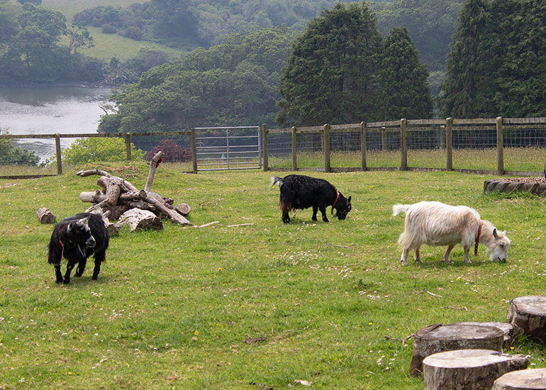 Paddock Animals