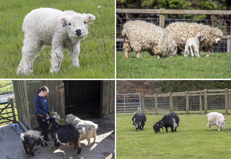 Paddock Animals
