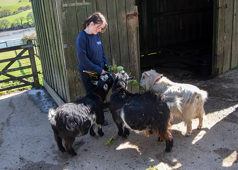 Paddock Animals