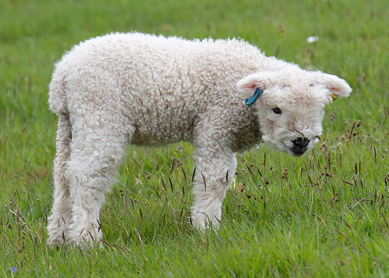 Paddock Animals