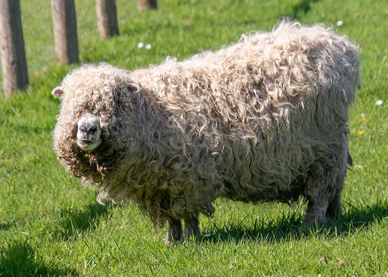 Paddock Animals