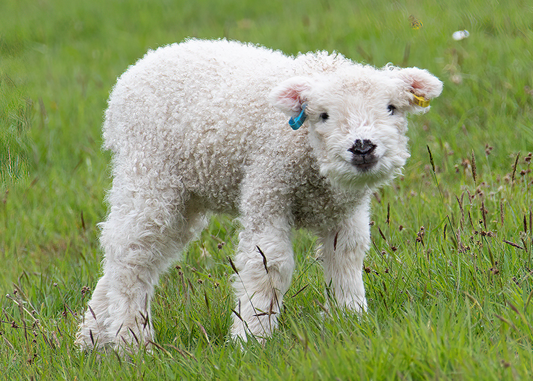 Paddock Animals