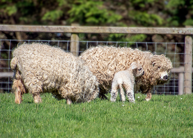 Paddock Animals