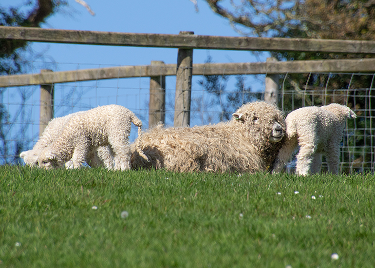 Paddock Animals