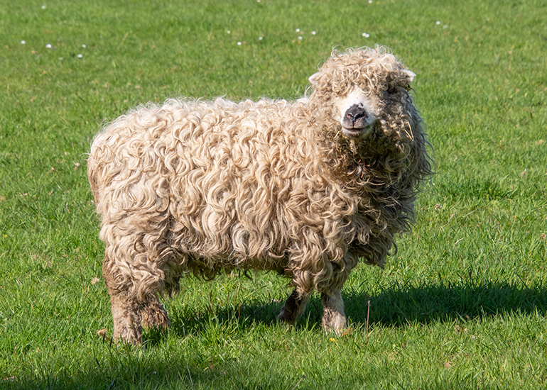 Paddock Animals