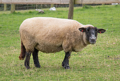 Paddock Animals