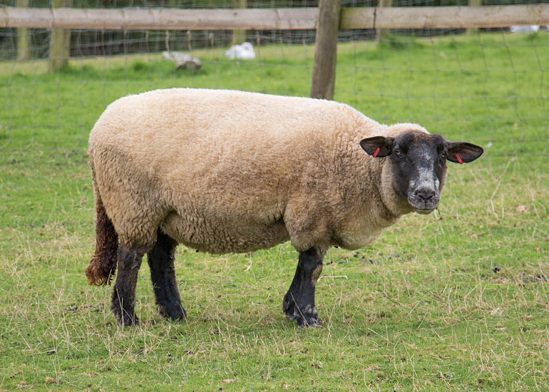 Paddock Animals