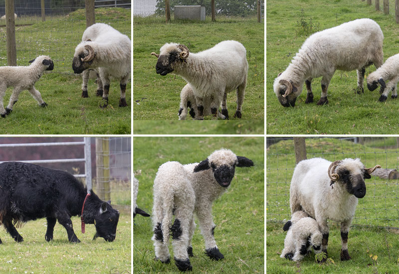 Paddock Animals