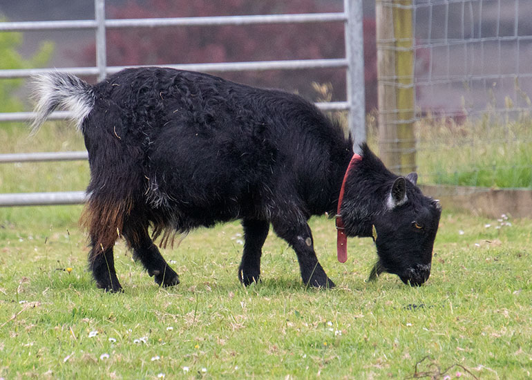 Paddock animals