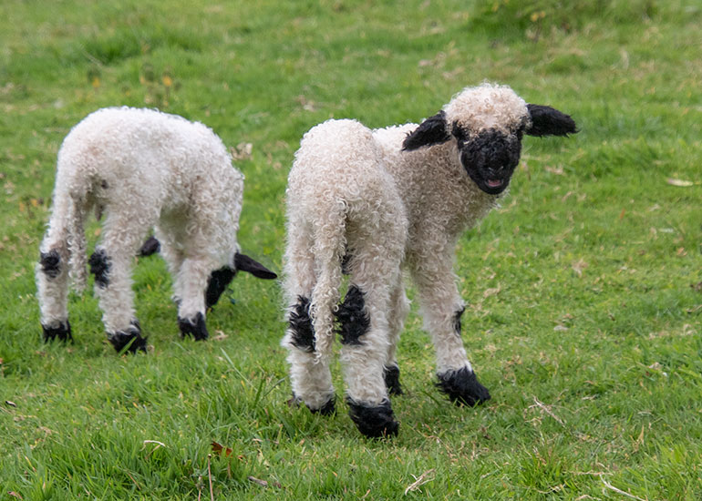 Paddock animals