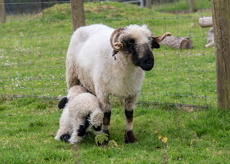 Paddock animals