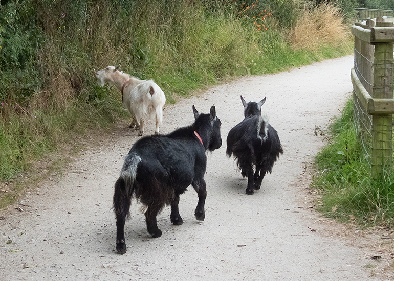 Paddock Animals