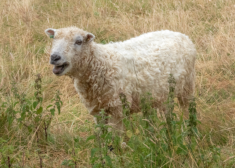 Paddock Animals