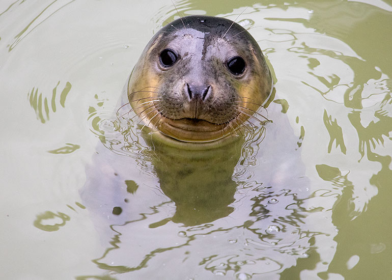 Pamela Anderson, rescued seal pup