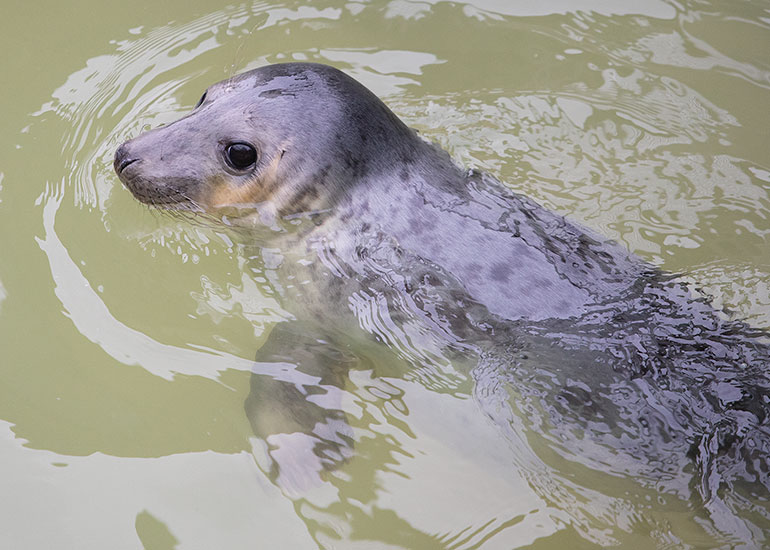 Pamela Anderson, rescued seal pup