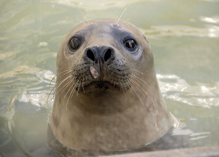 Pamela Anderson, rescued seal pup