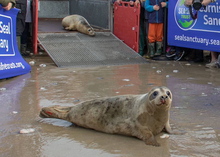 Pamela Anderson, rescued seal pup