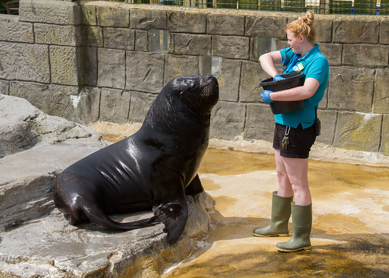 Patagonian Sea Lions