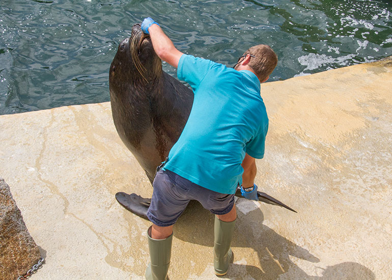 Patagonian Sea Lions