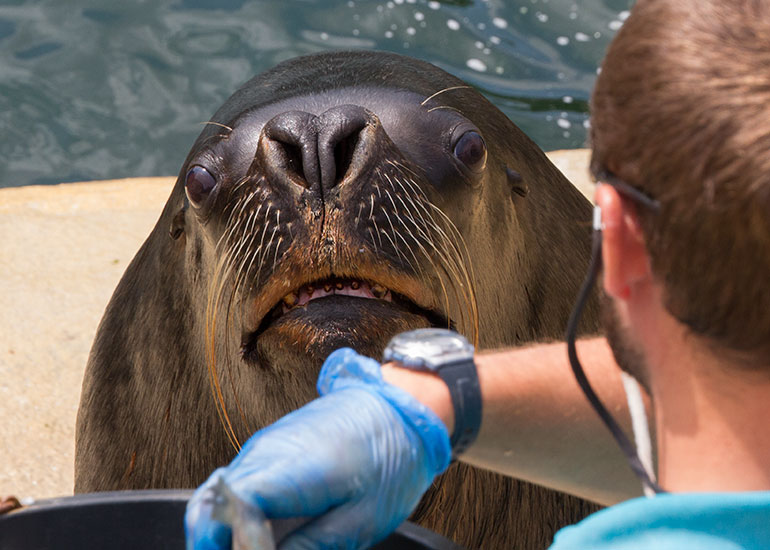 Patagonian Sea Lion