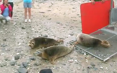 Seal release photo by Paul Pocock