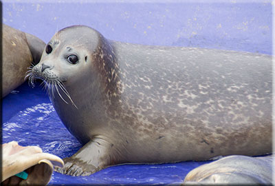 Princess Peach - 10th April 2016