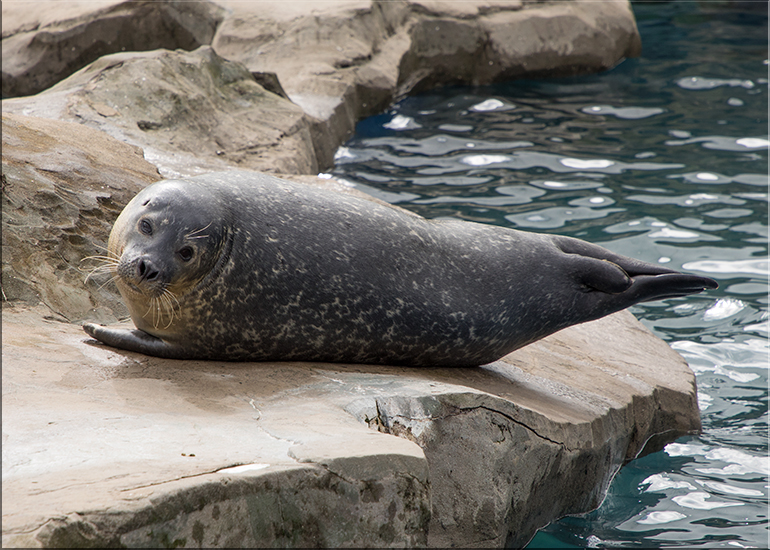 Pendle at Scarborough Sea Life Sanctuary