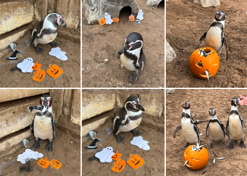 Humboldt Penguins!