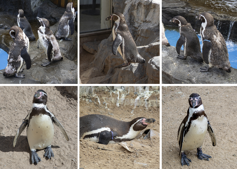 Penguins