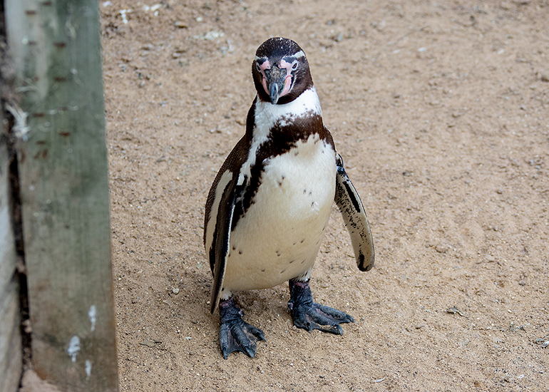 Penguins