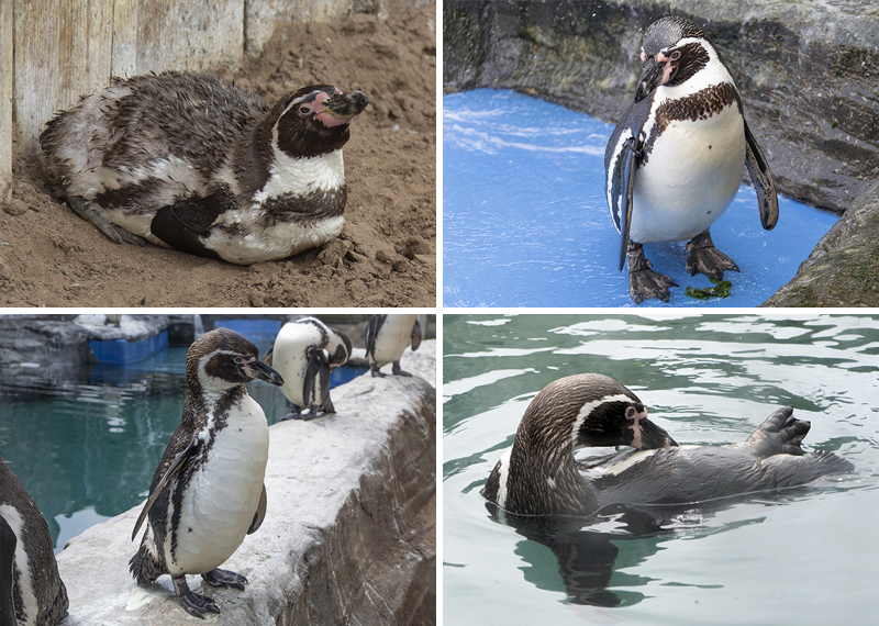 Penguins