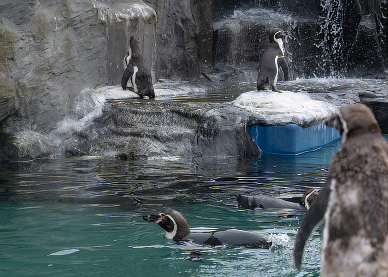Penguins