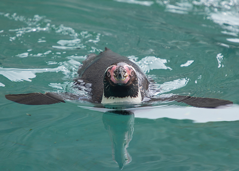 Penguins