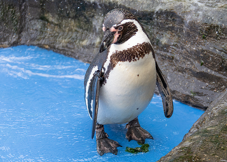 Penguins