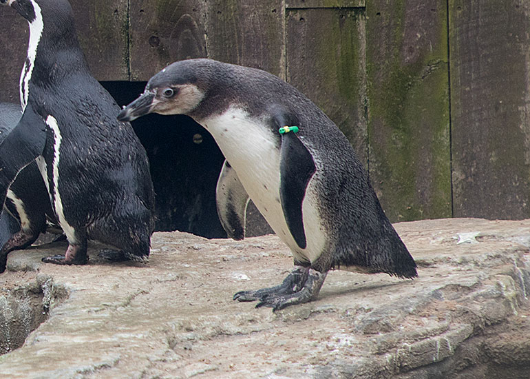 Penguins at Great Yarmouth SEA LIFE Centre - photo taken on 10th March  2018
