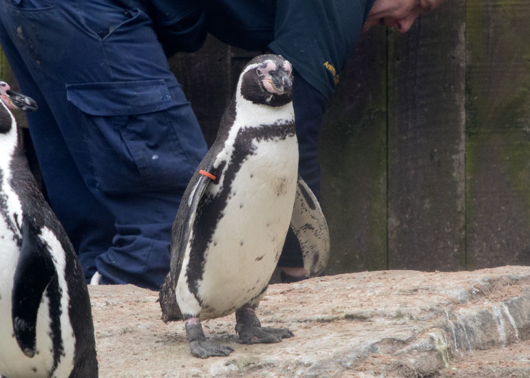 Humboldt Penguins on holiday at Great Yarmouth SEA LIFE Centre - photo taken on 10th March  2018