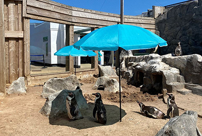 Penguin Beach - Photo Credit: Hunstanton SEA LIFE