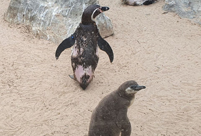 Penguins - Photo Credit: Hunstanton SEA LIFE