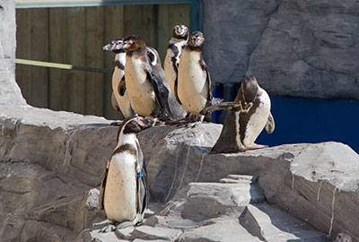 Penguins Arrived At New Home
